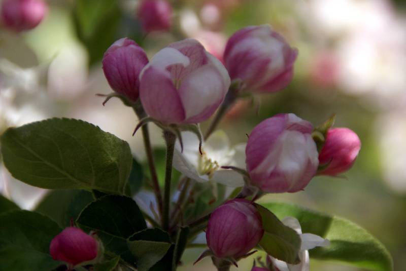 Unser Orchideenpark Bild Nr.043